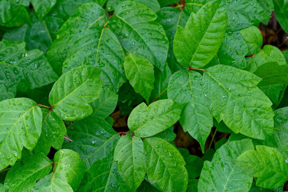 Tea Tree and Tea Trica