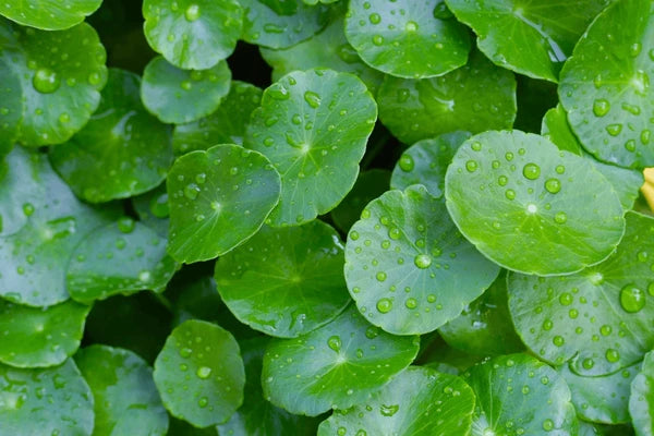 Centella Asiatica